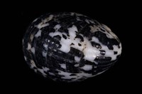 藏品(漁舟蜑螺)的圖片